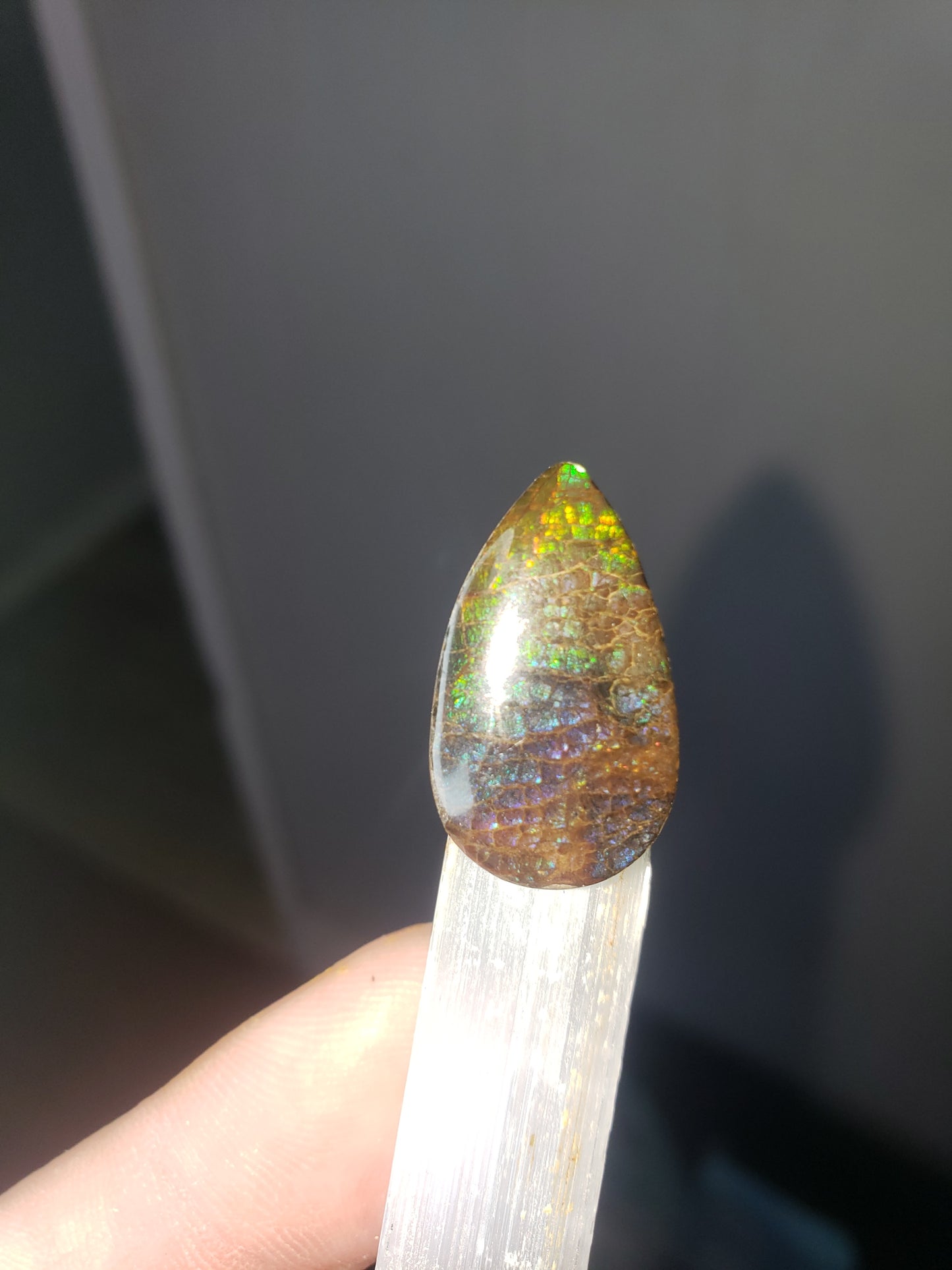 Ammolite